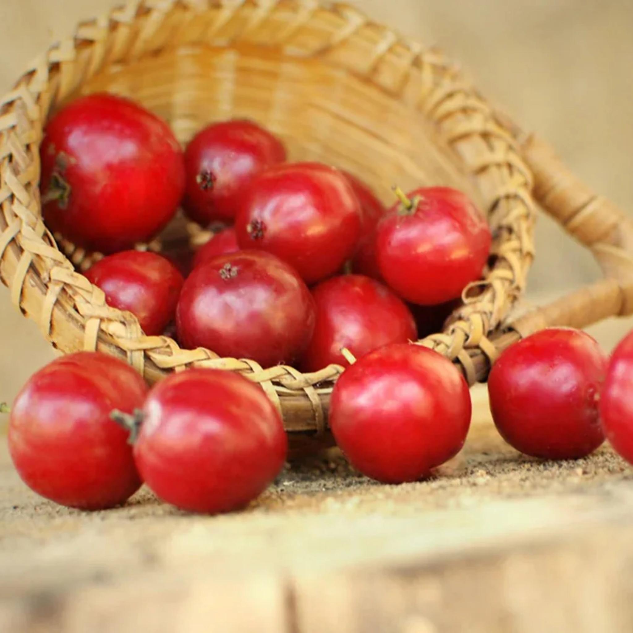 Vendor Image 1